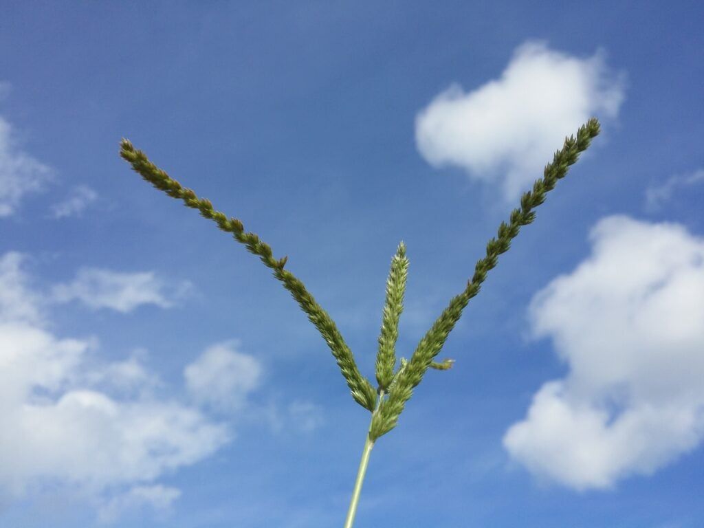 Nuoc sac co man trau cung cac loai thao moc
