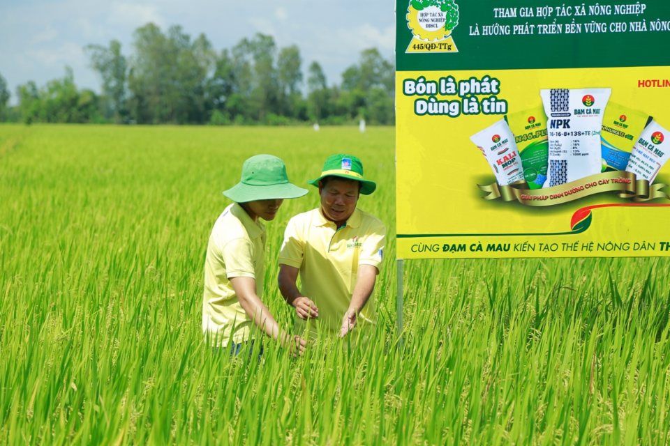 Các sản phẩm hóa chất nông nghiệp phổ biến giúp nâng cao năng suất mùa màng