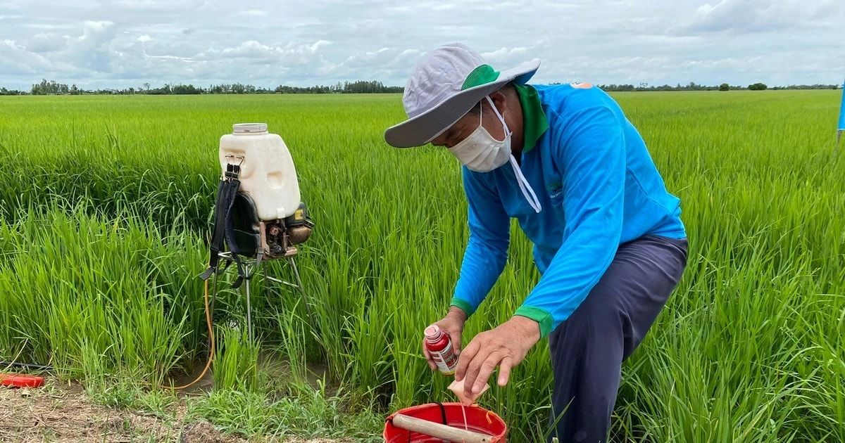 Chất kích thích sinh trưởng hỗ trợ cây phân hóa mầm hoa và tăng tỷ lệ đậu quả