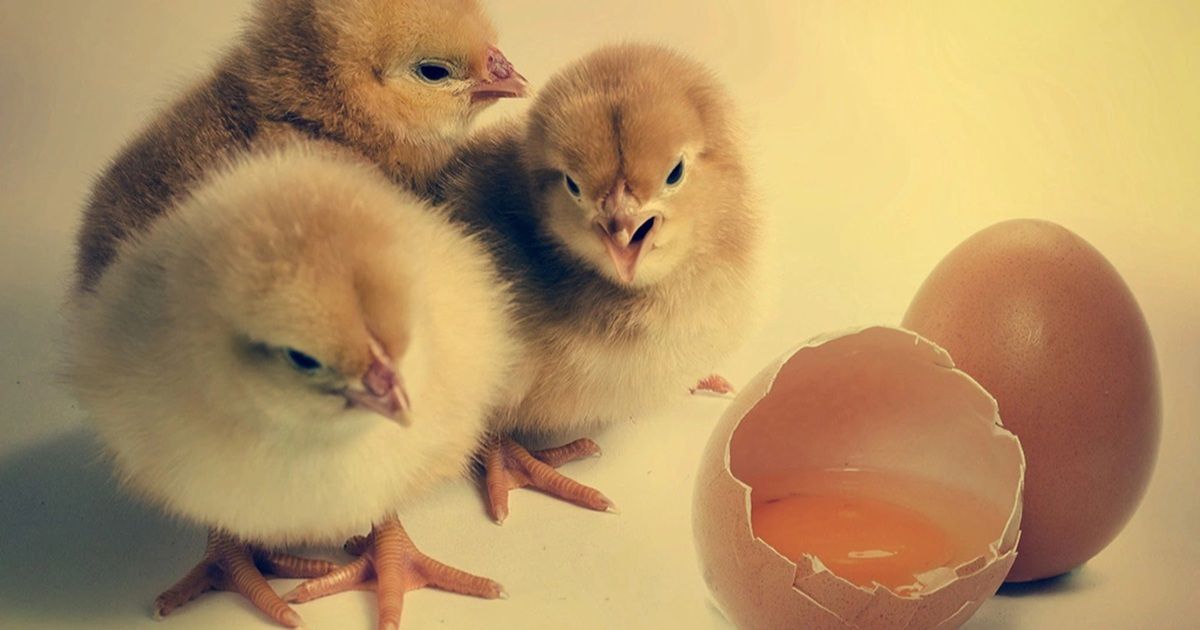 Minh họa cấu trúc tổ trứng và sự tiến hóa di truyền của loài gà qua thời gian